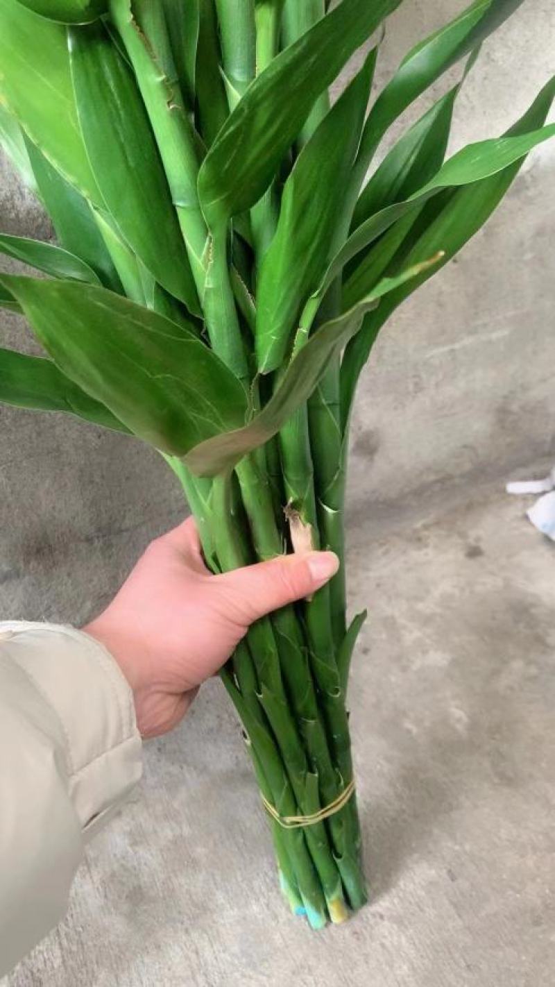 富贵竹水养盆栽转运竹步步高升室内客厅水培植物水竹花瓶玻璃