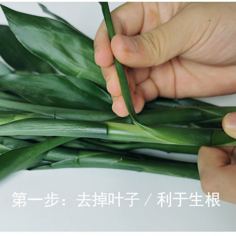 富贵竹水养盆栽转运竹步步高升室内客厅水培植物水竹花瓶玻璃