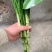 富贵竹水养盆栽转运竹步步高升室内客厅水培植物水竹花瓶玻璃