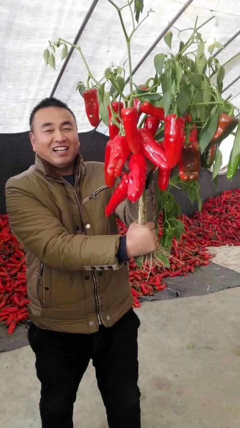 光椒688F1红椒种子早中熟腔小红果不软250克果直面光