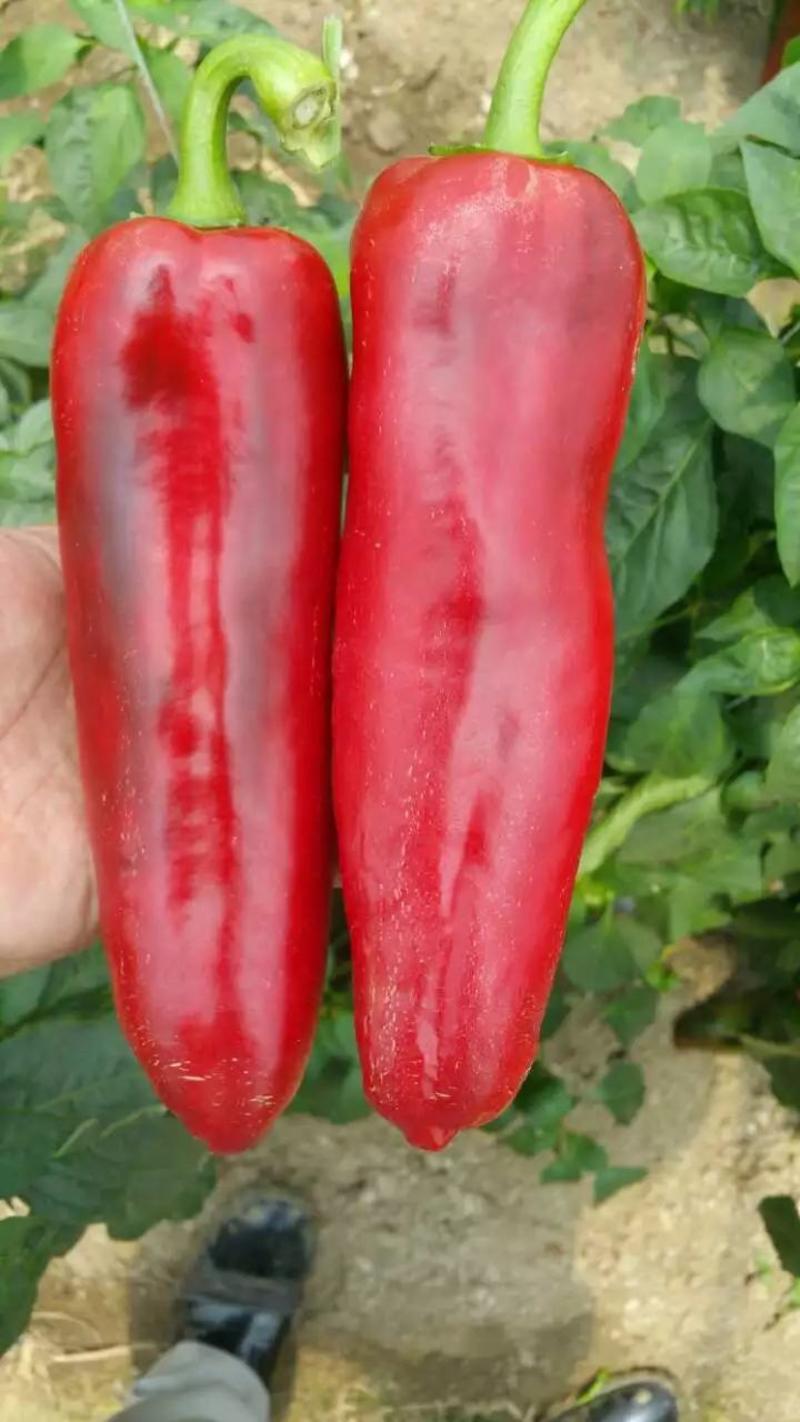 光椒688F1红椒种子早中熟腔小红果不软250克果直面光