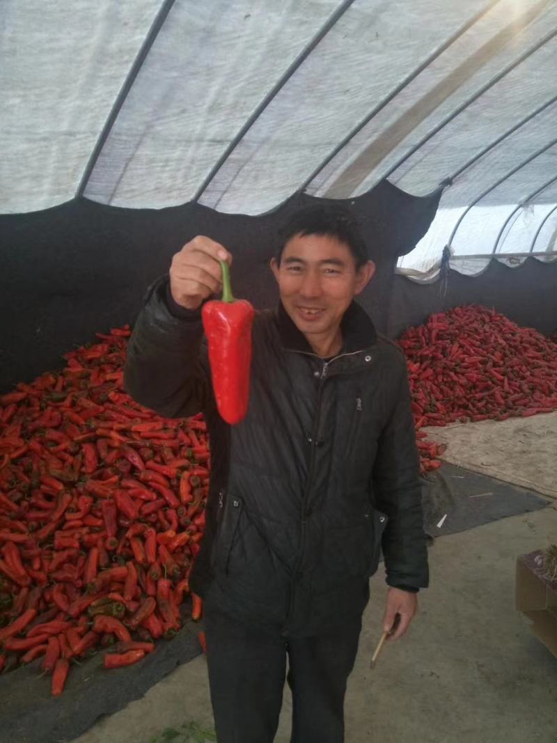 光椒688F1红椒种子早中熟腔小红果不软250克果直面光