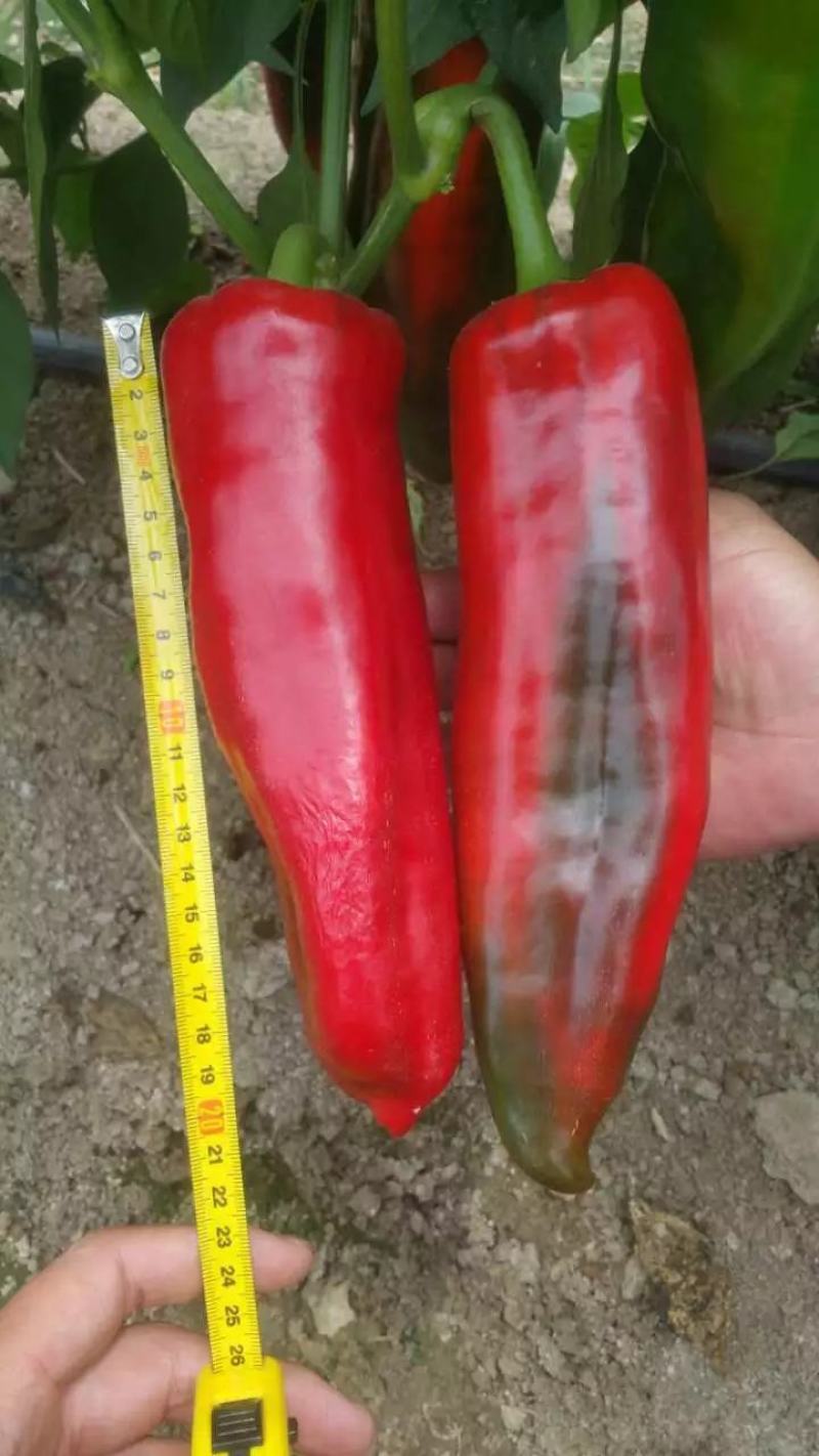 光椒688F1红椒种子早中熟腔小红果不软250克果直面光