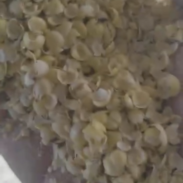大豆皮