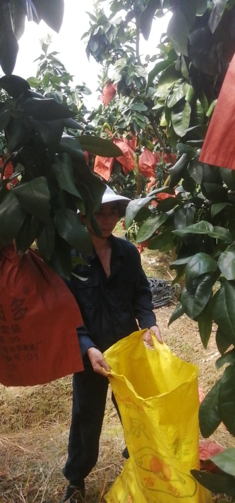 福建平和红心蜜柚，三红柚，白柚，葡萄柚产地直发