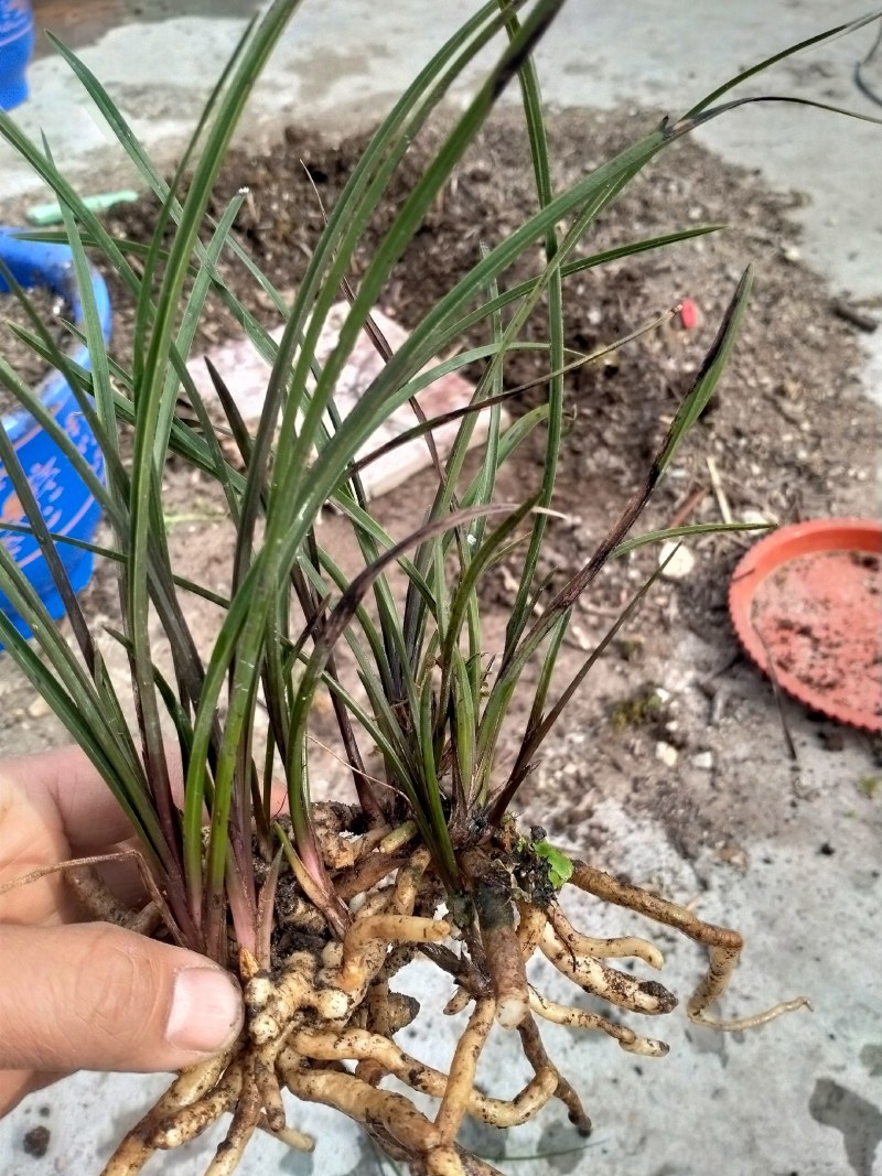 龙蛋苗，红香妃龙蛋苗，去年下山才几苗，年底就发几十苗，红