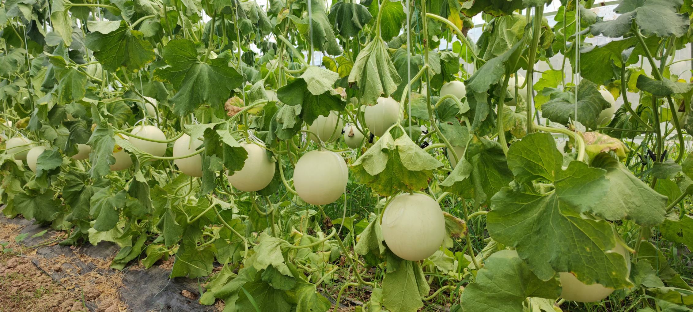 甜瓜病虫害综合治理流程图