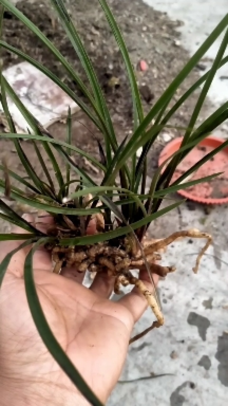 龙蛋苗，红香妃龙蛋苗，去年下山才几苗，年底就发几十苗，红