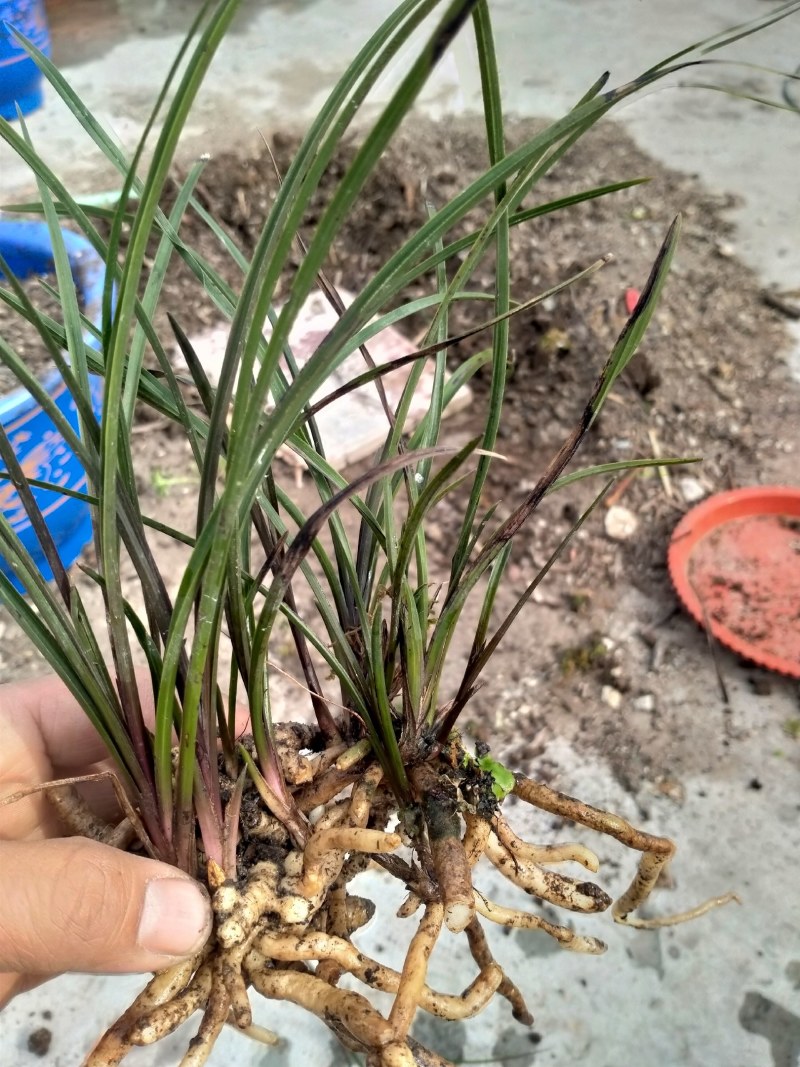 龙蛋苗，红香妃龙蛋苗，去年下山才几苗，年底就发几十苗，红