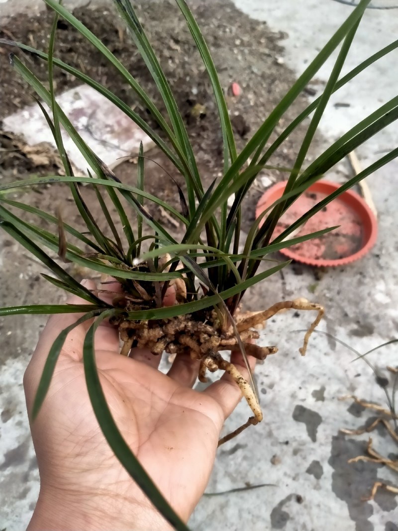 龙蛋苗，红香妃龙蛋苗，去年下山才几苗，年底就发几十苗，红