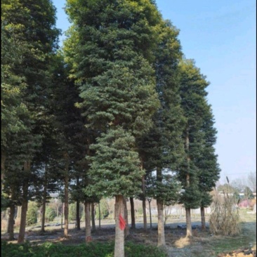 桢楠