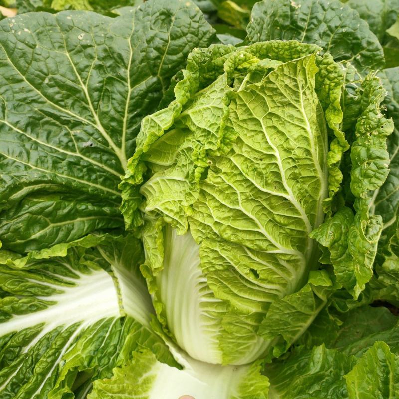 黄心白菜