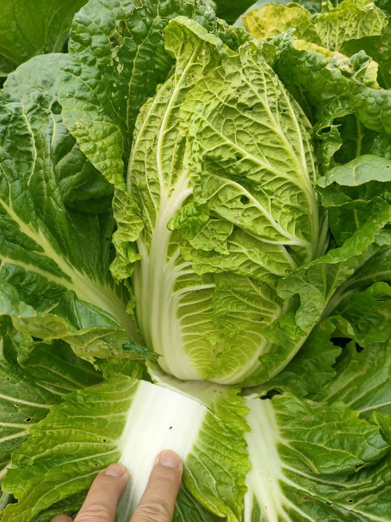 黄心白菜