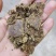 优质棉籽饼，养殖增肥专用，新疆棉籽，供应充足！