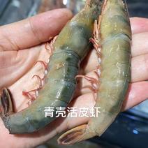 滑皮虾剑虾青壳虾