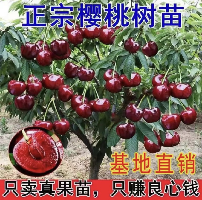 大樱桃树苗烟台大樱桃树苗美早俄罗斯八号车厘子大樱桃苗