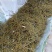 螃蟹脚奇生通货批发量大从优欢迎选购