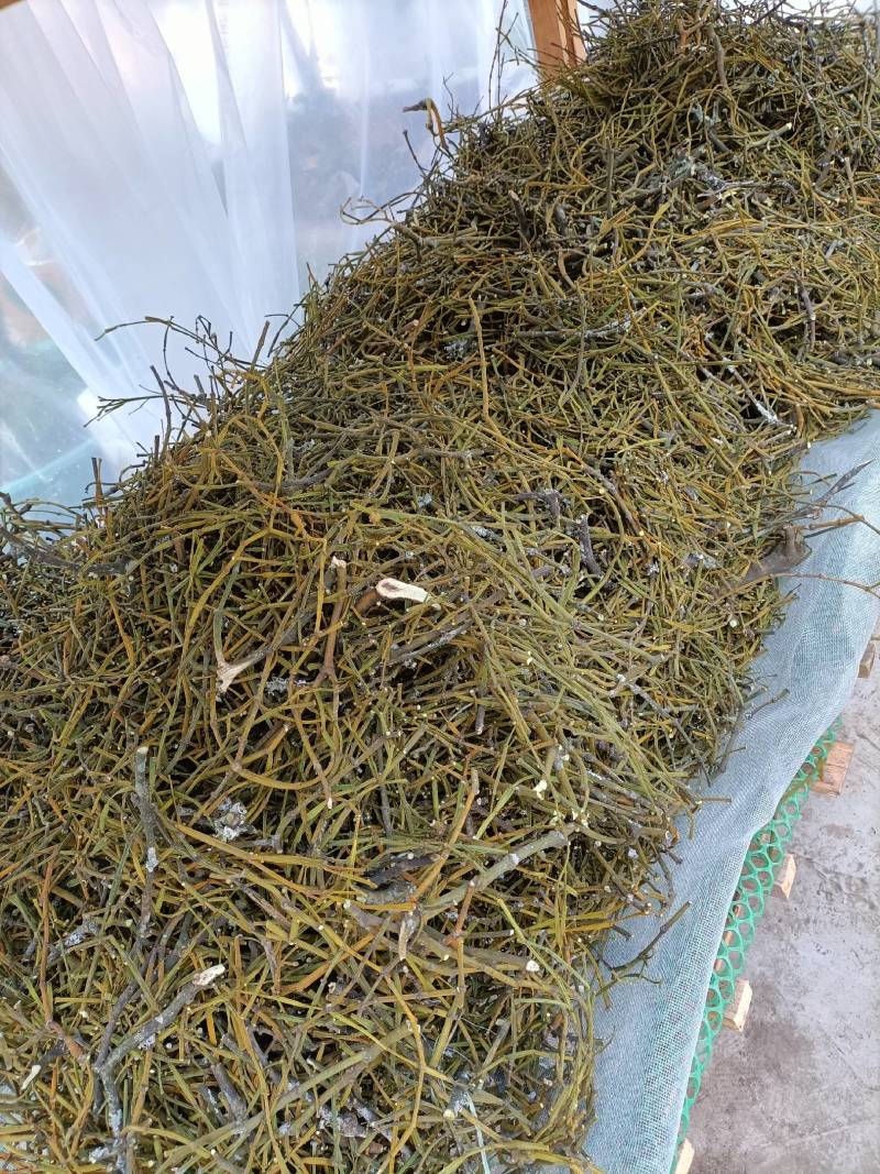 螃蟹脚奇生通货批发量大从优欢迎选购