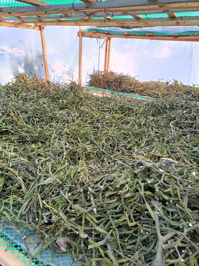 螃蟹脚奇生通货批发量大从优欢迎选购