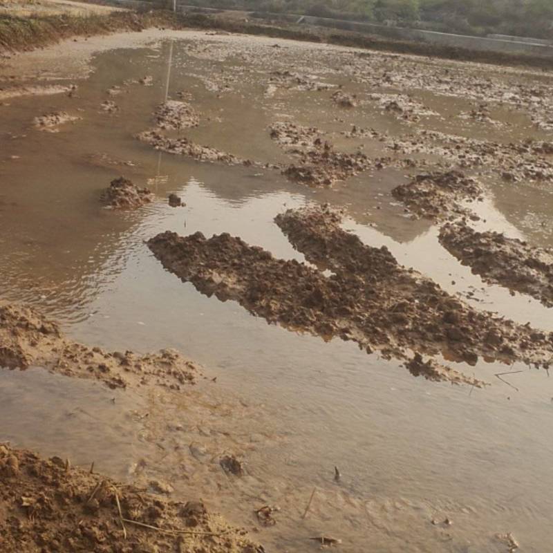 水田地