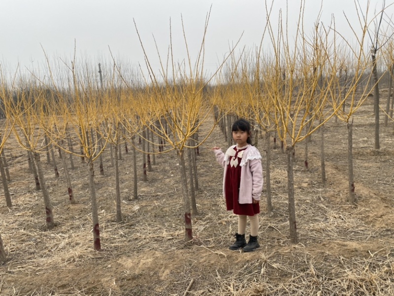 矮杆金枝槐基地5公分6公分8公分10公分12公分规格齐全