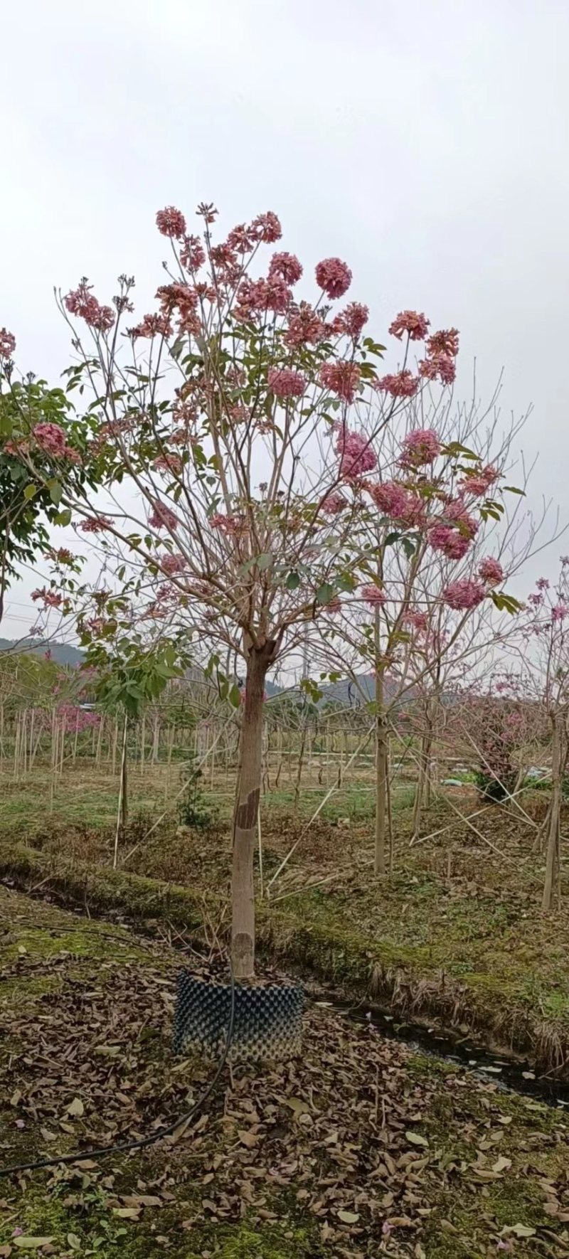 精品紫花风玲木。大小各种规格齐全