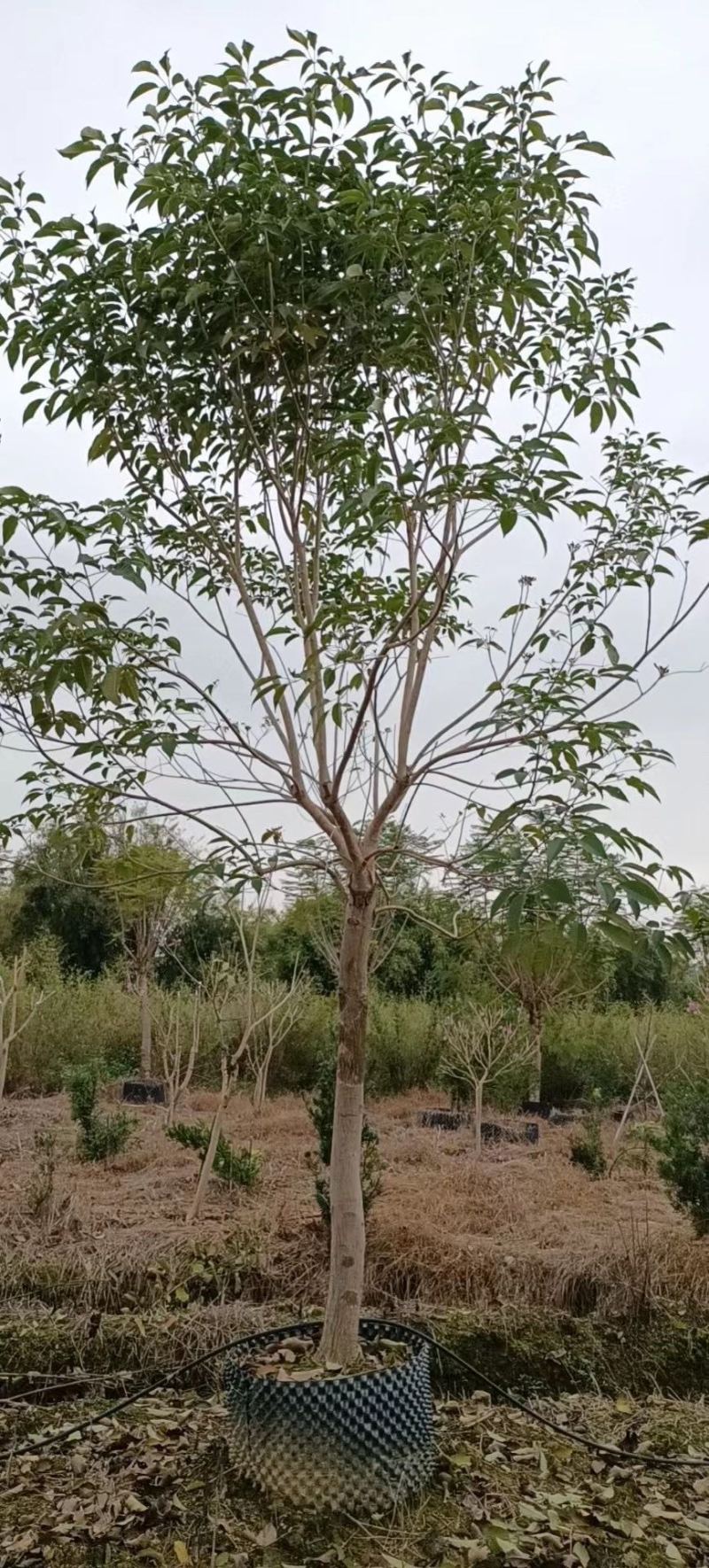 精品紫花风玲木。大小各种规格齐全