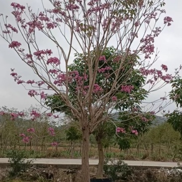 精品紫花风玲木。大小各种规格齐全