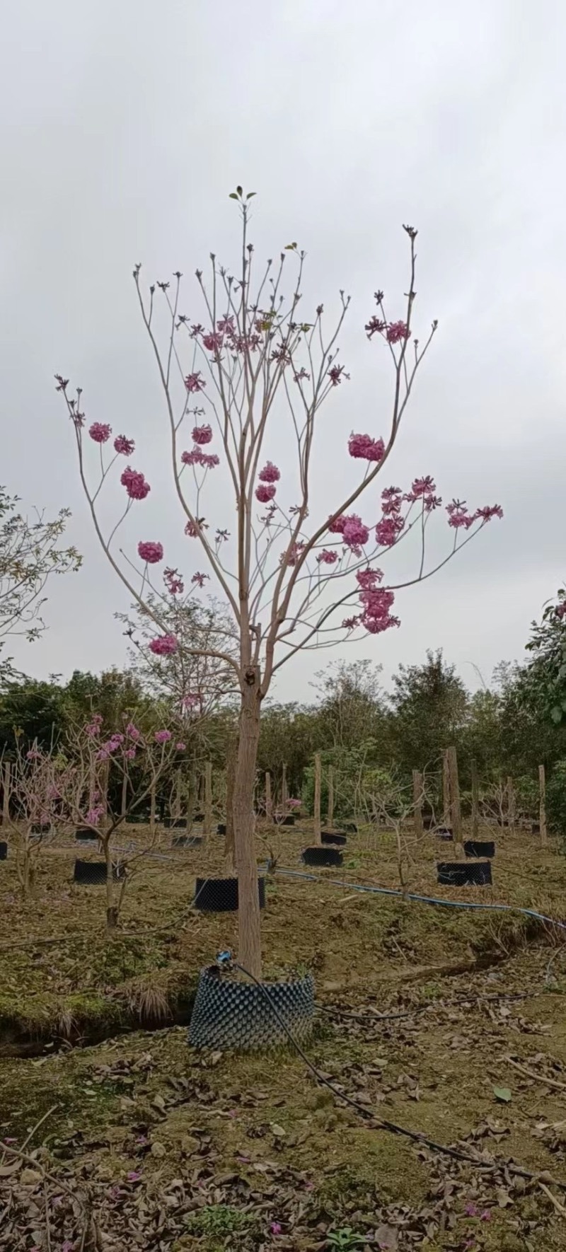 精品紫花风玲木。大小各种规格齐全