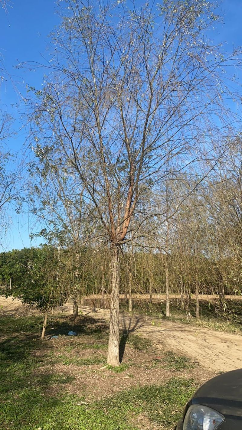 垂柳基地10公分12公分15公分16公分18公分现货充足