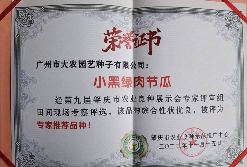 黑皮小冬瓜小黑绿肉节瓜种子肉质脆绿抗性强产量高