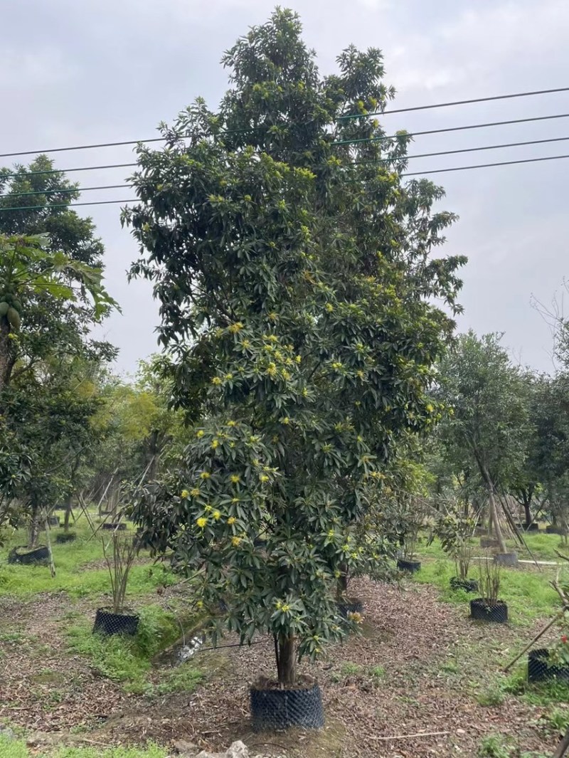 精品黄金熊猫各种大小规格齐全