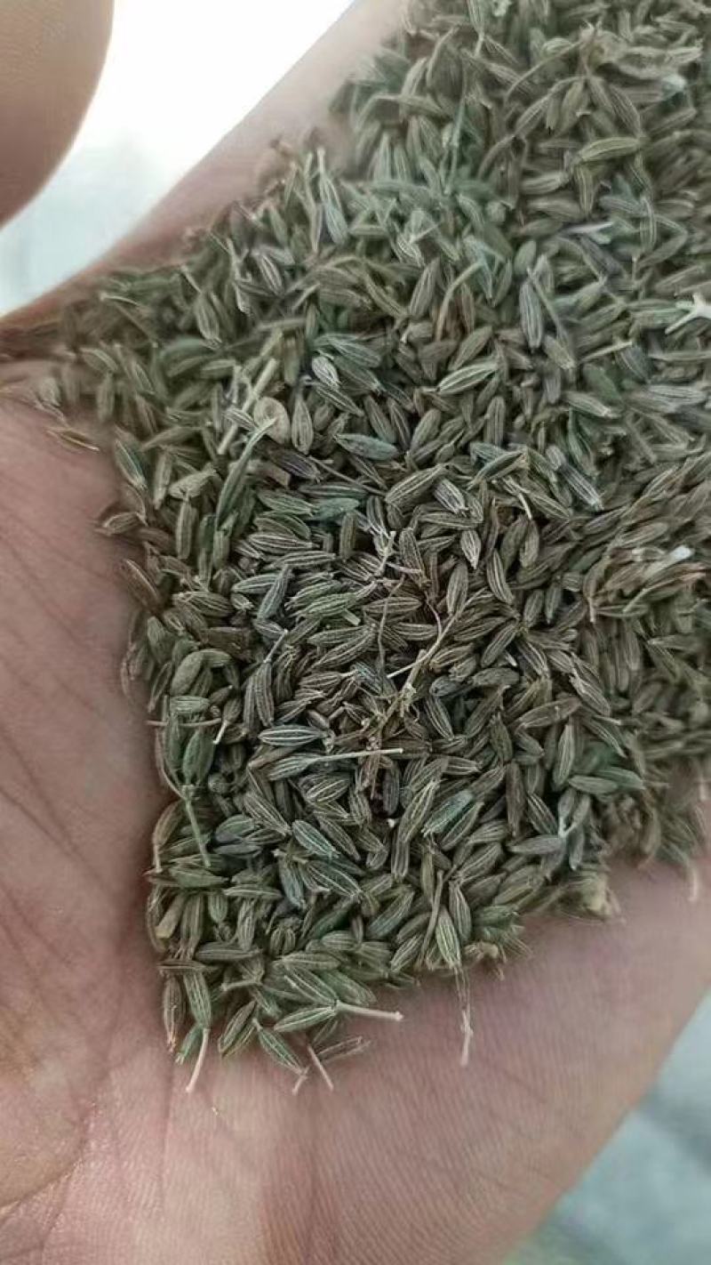 孜然粒调味品一手货源基地发货对接电商商超平台