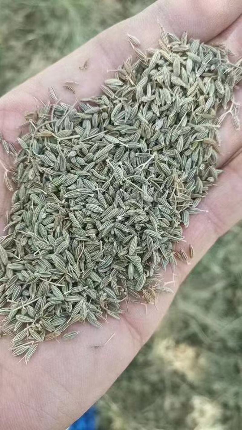 孜然粒调味品一手货源基地发货对接电商商超平台