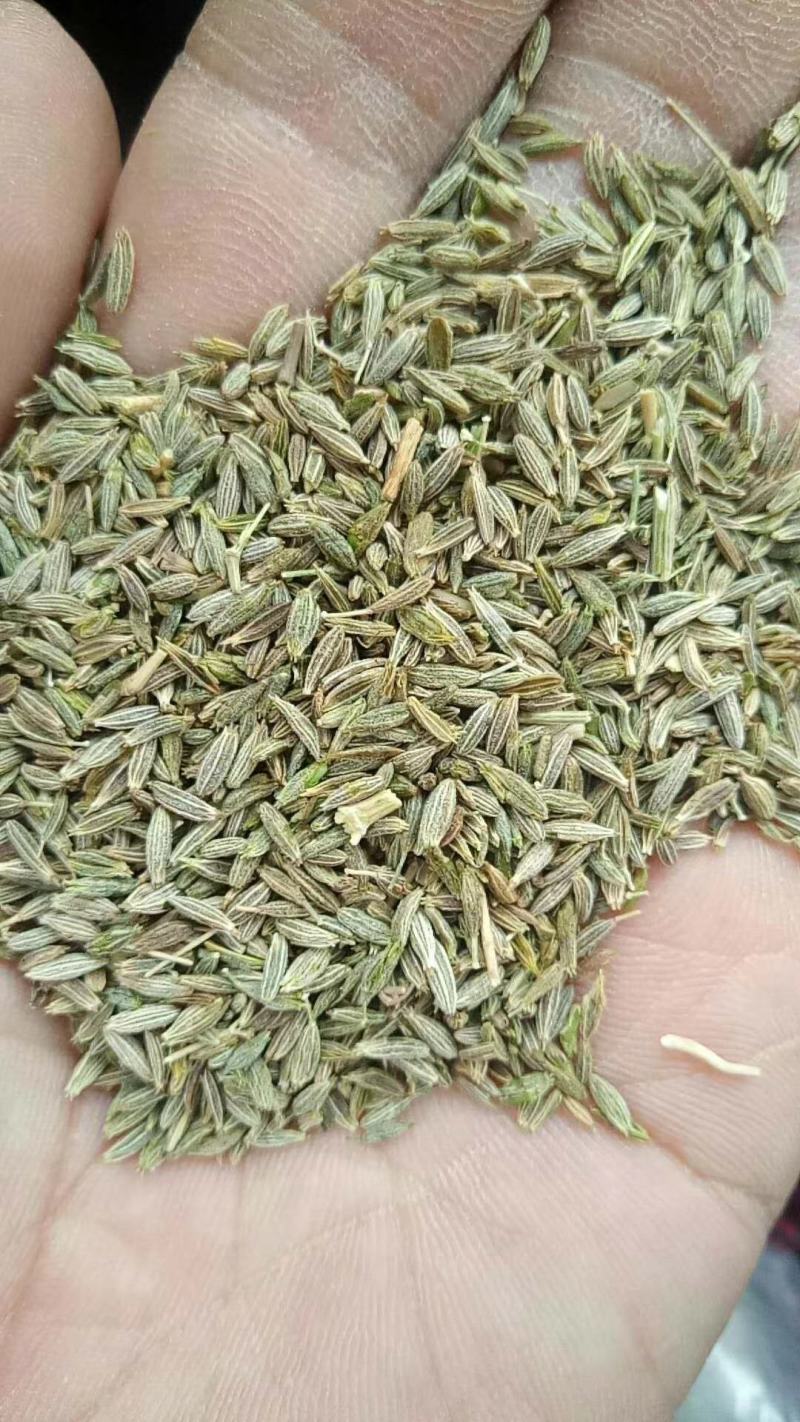 孜然粒调味品一手货源基地发货对接电商商超平台