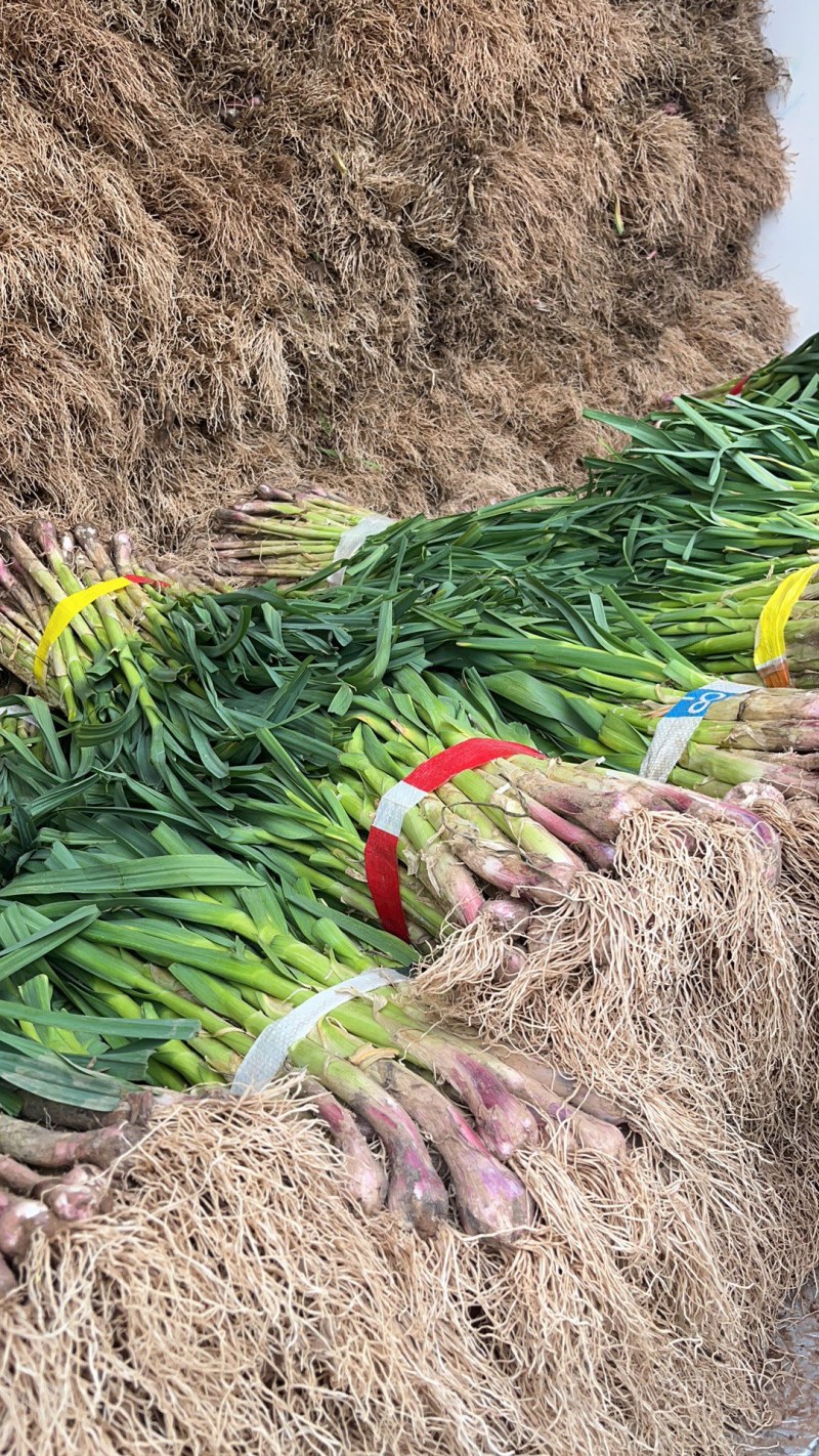 红根蒜苗四季蒜苗蔬菜原产地货源质量保证大量上市供应