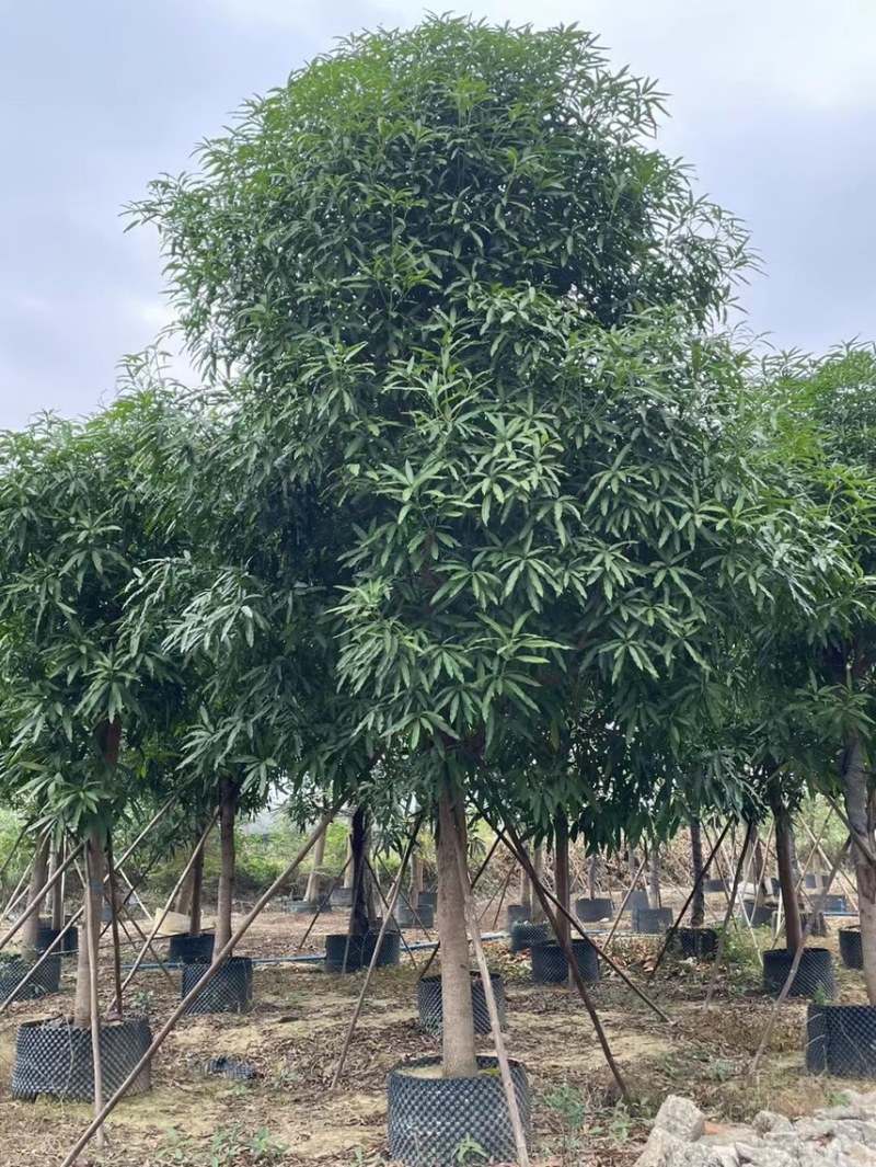 精品扁桃各种大小规格齐全需要的老板联系