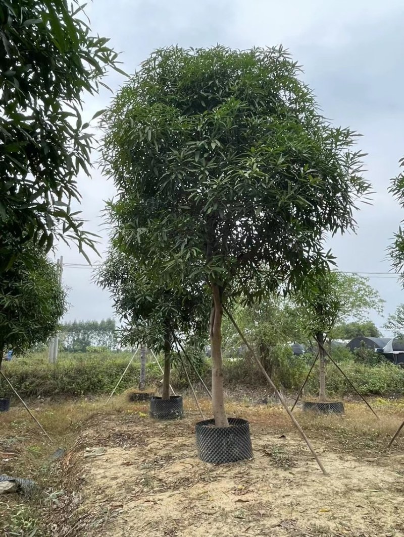精品扁桃各种大小规格齐全需要的老板联系