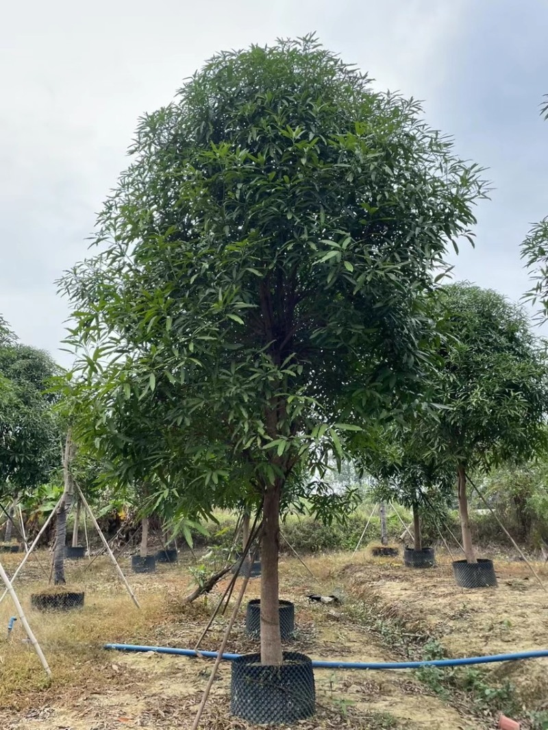 精品扁桃各种大小规格齐全需要的老板联系