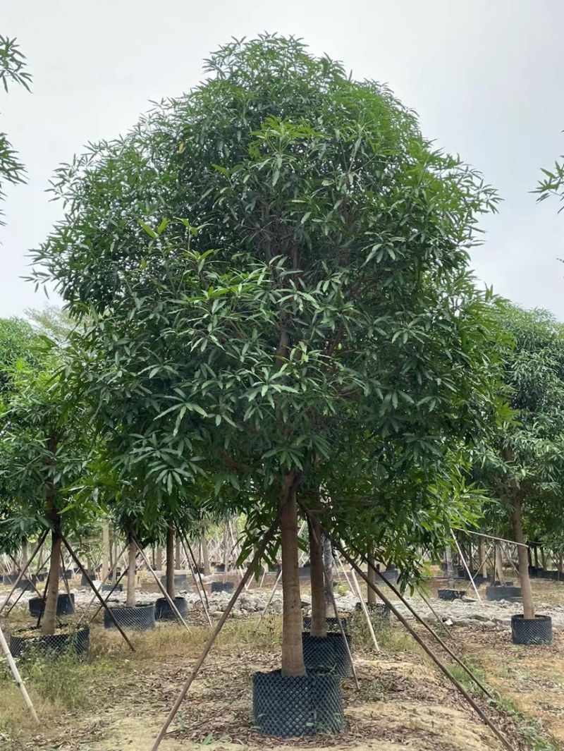 精品扁桃各种大小规格齐全需要的老板联系
