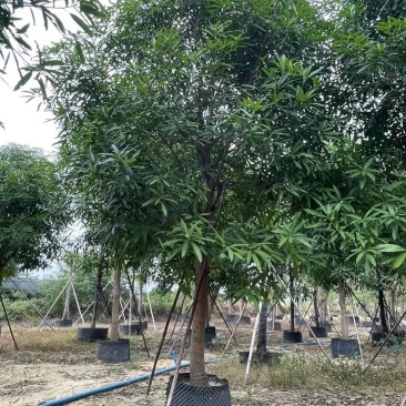 精品扁桃各种大小规格齐全需要的老板联系