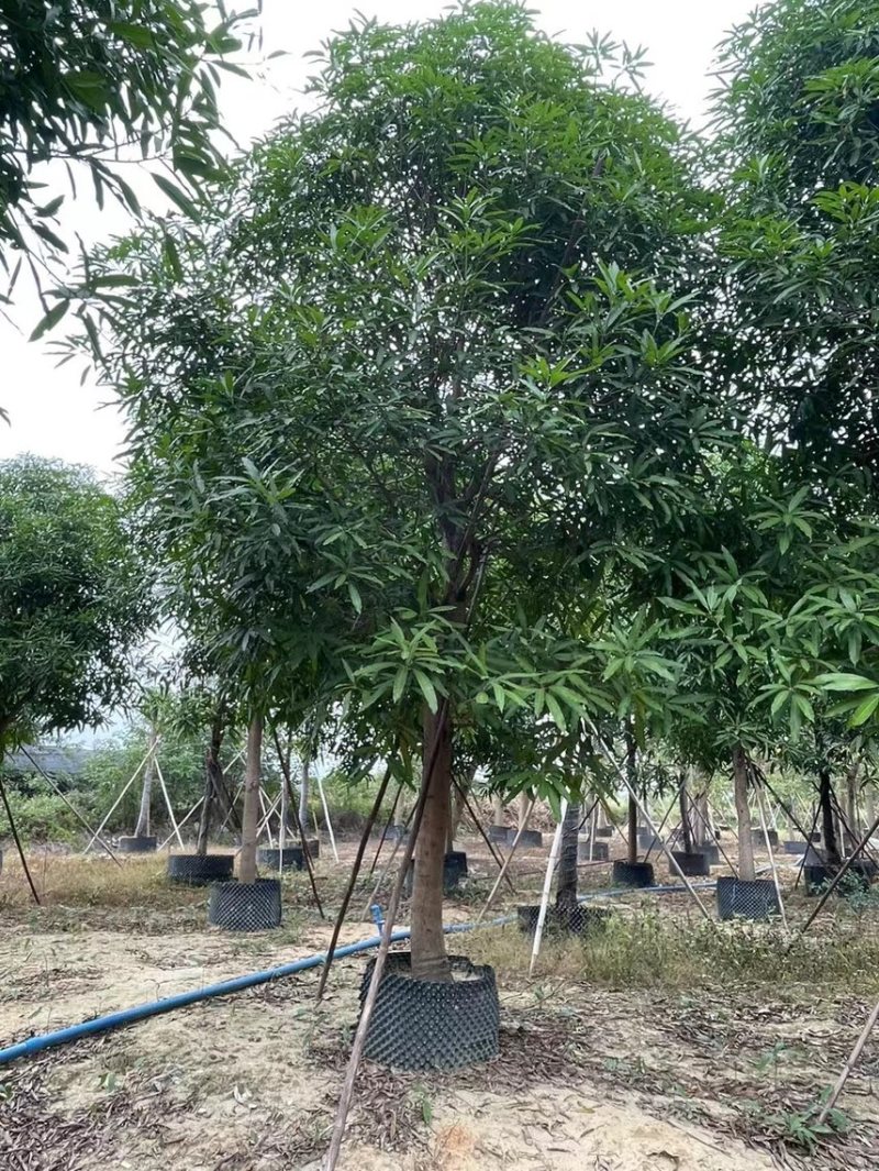 精品扁桃各种大小规格齐全需要的老板联系