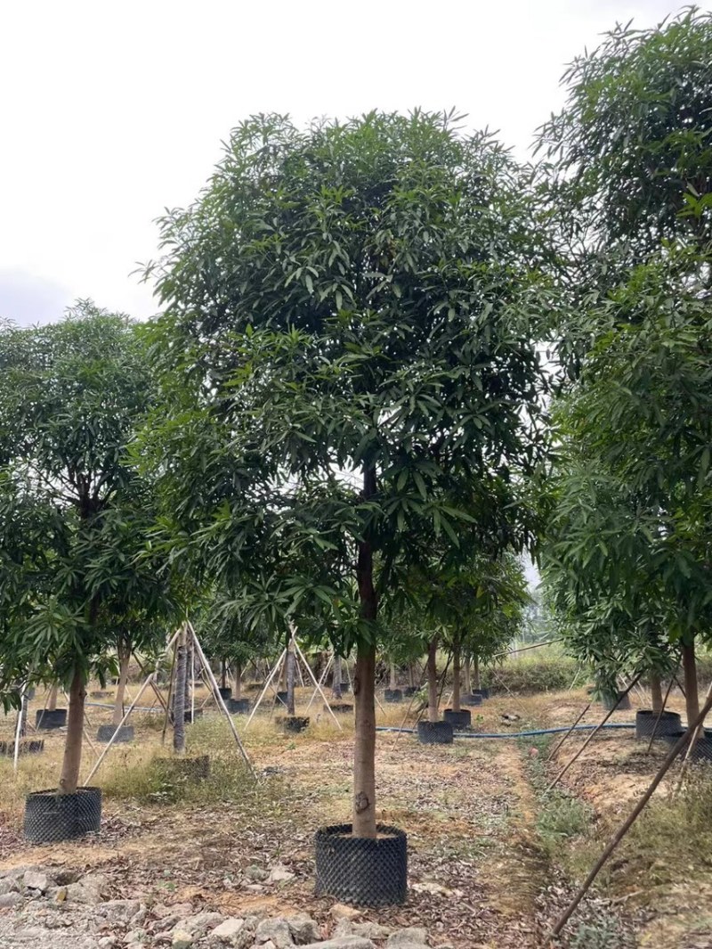 精品扁桃各种大小规格齐全需要的老板联系
