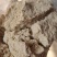 东北小米油糠，蛋白15，脂肪15，灰分5，厂家直销，一手