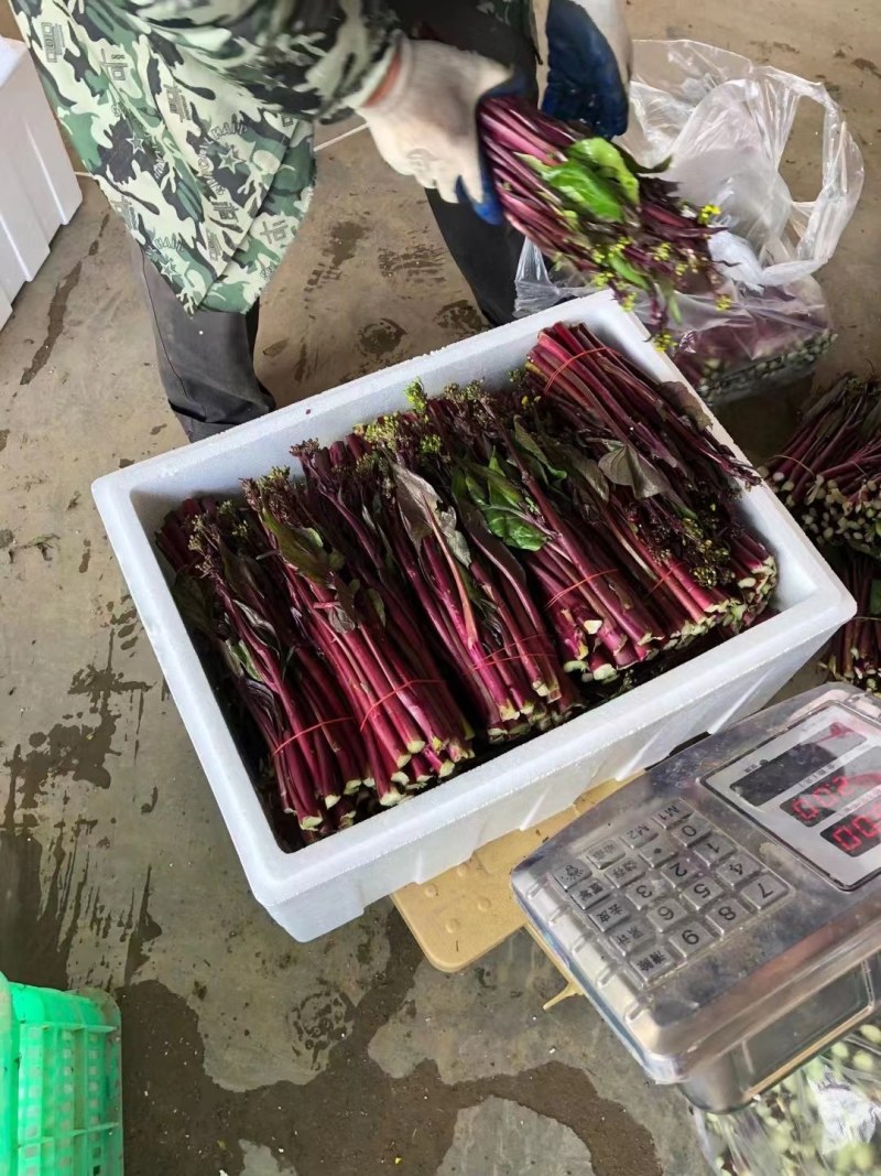 红菜苔原产地大量供应一手货源质量保证货源充足