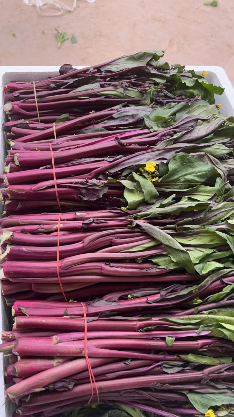 红菜苔原产地大量供应一手货源质量保证货源充足