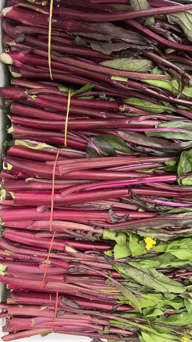 红菜苔原产地大量供应一手货源质量保证货源充足