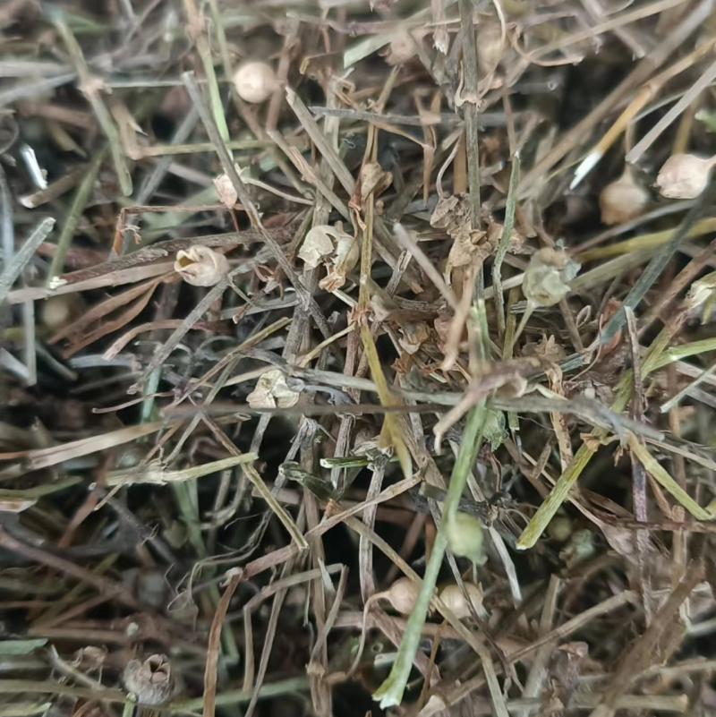 白花蛇草，吸尘无杂质，今年新货，一手货源，全国发货。