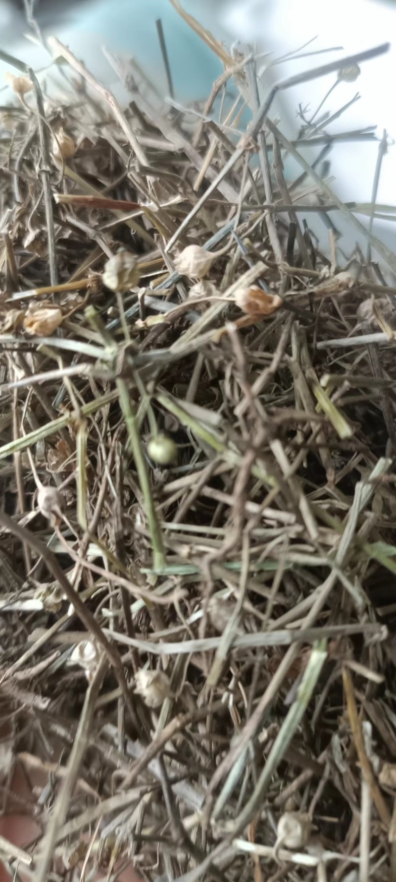 白花蛇草，吸尘无杂质，今年新货，一手货源，全国发货。