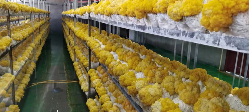 金耳鲜品